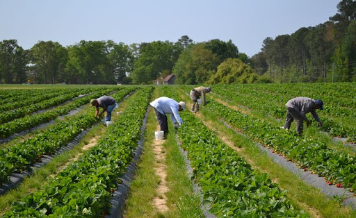 trabajadores agrícolasd