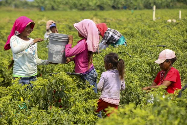 Niños jornaleros