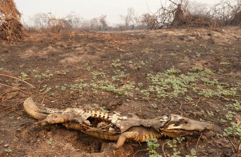 Cadáver de un caimán por un incendio en la zona cercana a la carretera Transpantaneira en el Pantanal, cerca de Pocone, el 14 de septiembre de 2020. AP - Andre Penner.