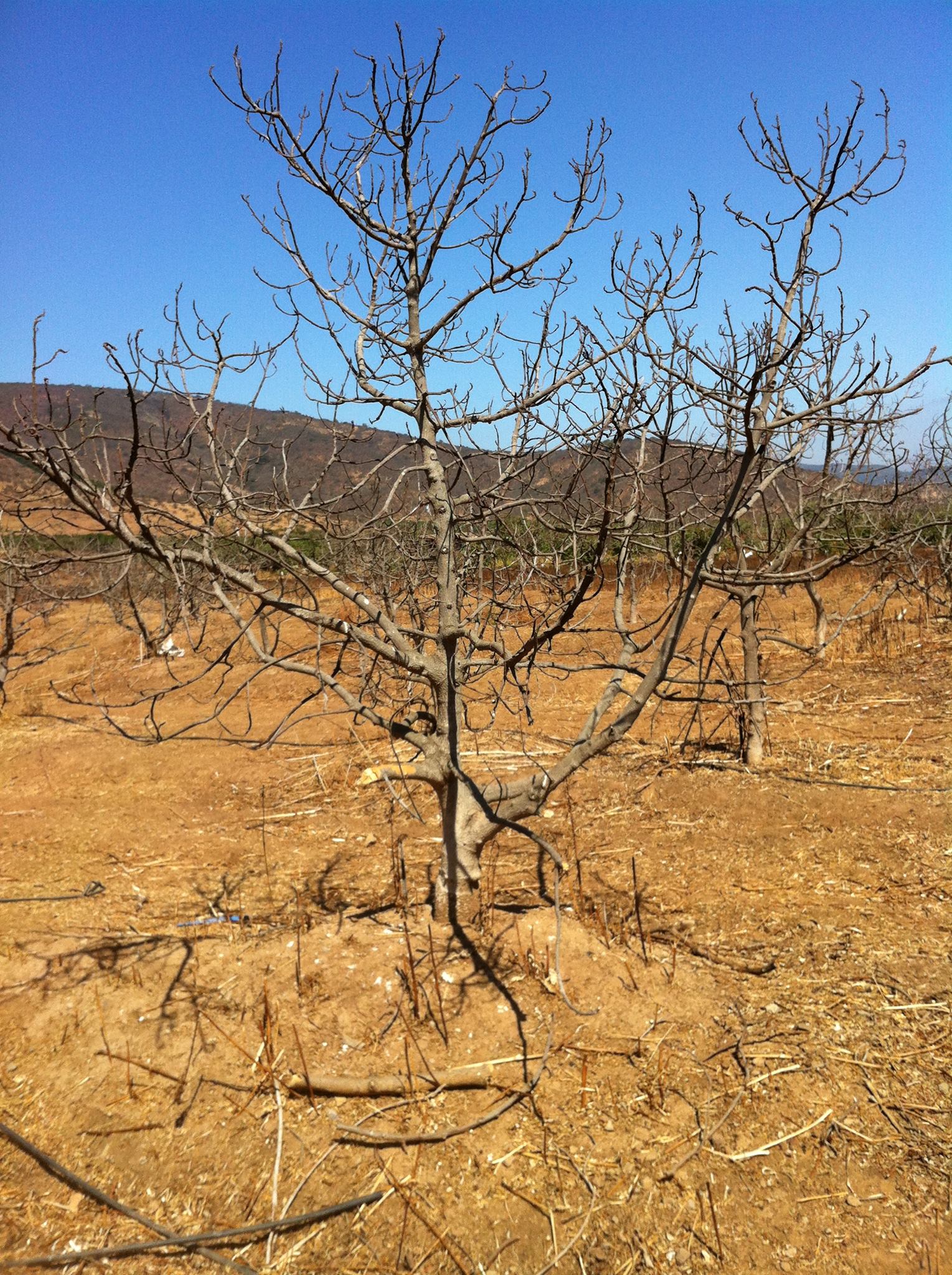 Las plantaciones de paltos en zonas como Petorca llevaron a amplios territorios a la sequía.