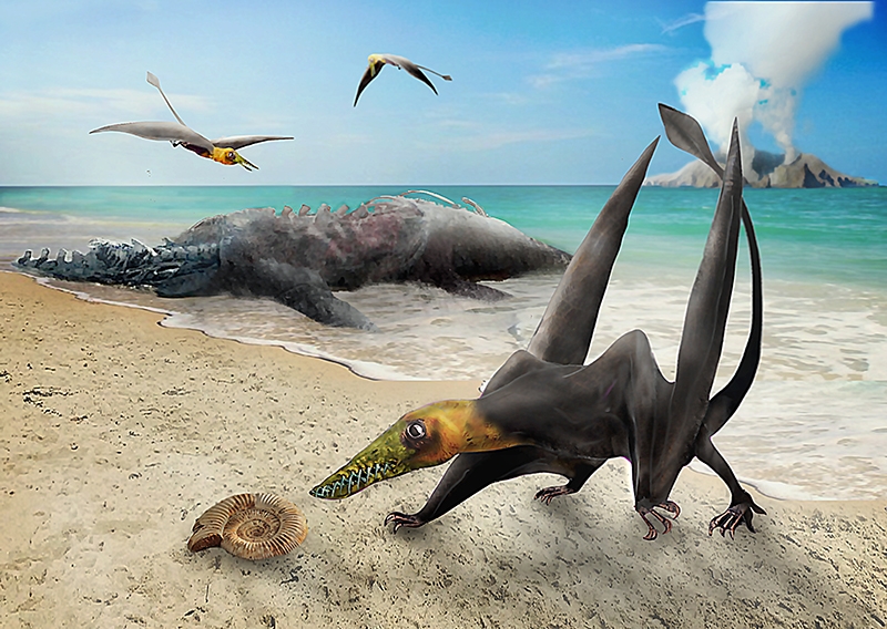 El hallazgo corresponde al más antiguo pterosaurio encontrado hasta el momento en Chile, un reptil volador de la familia de los ranforrincos que vivió en el período Jurásico.