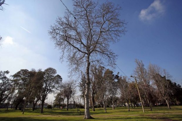 El Parque O'Higgins es el principal pulmón verde de Santiago y uno de los más importantes a nivel regional. 
