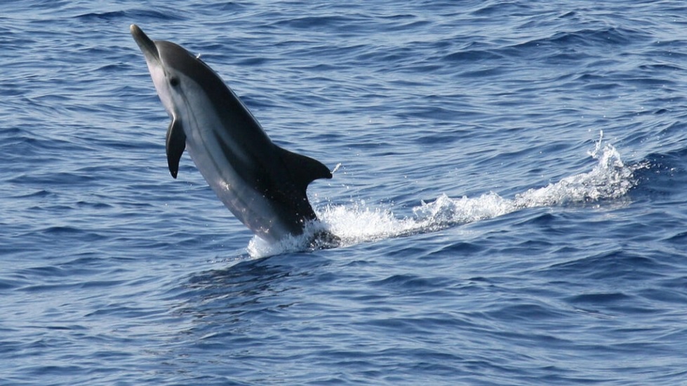 Delfin Azul y Blanco