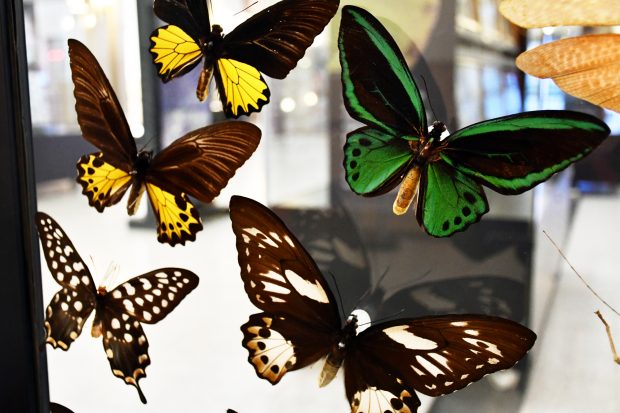 Las escamas de los lepidópteros  Museo Nacional de Historia Natural