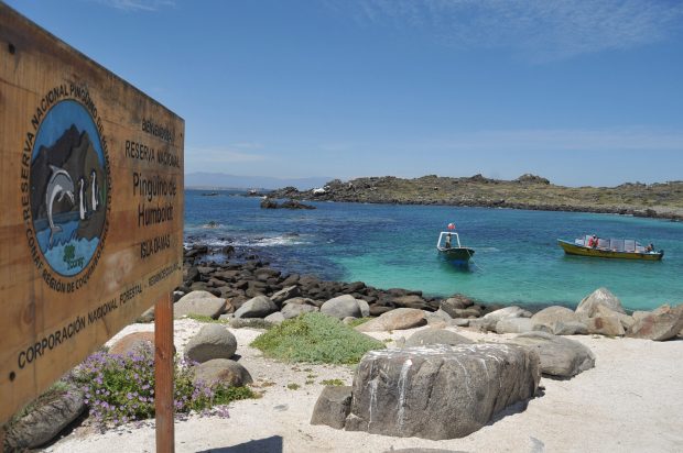 La Reserva Nacional Pingüinos de Humboldt. Foto: Alejandro Pizarro/Aton Chile