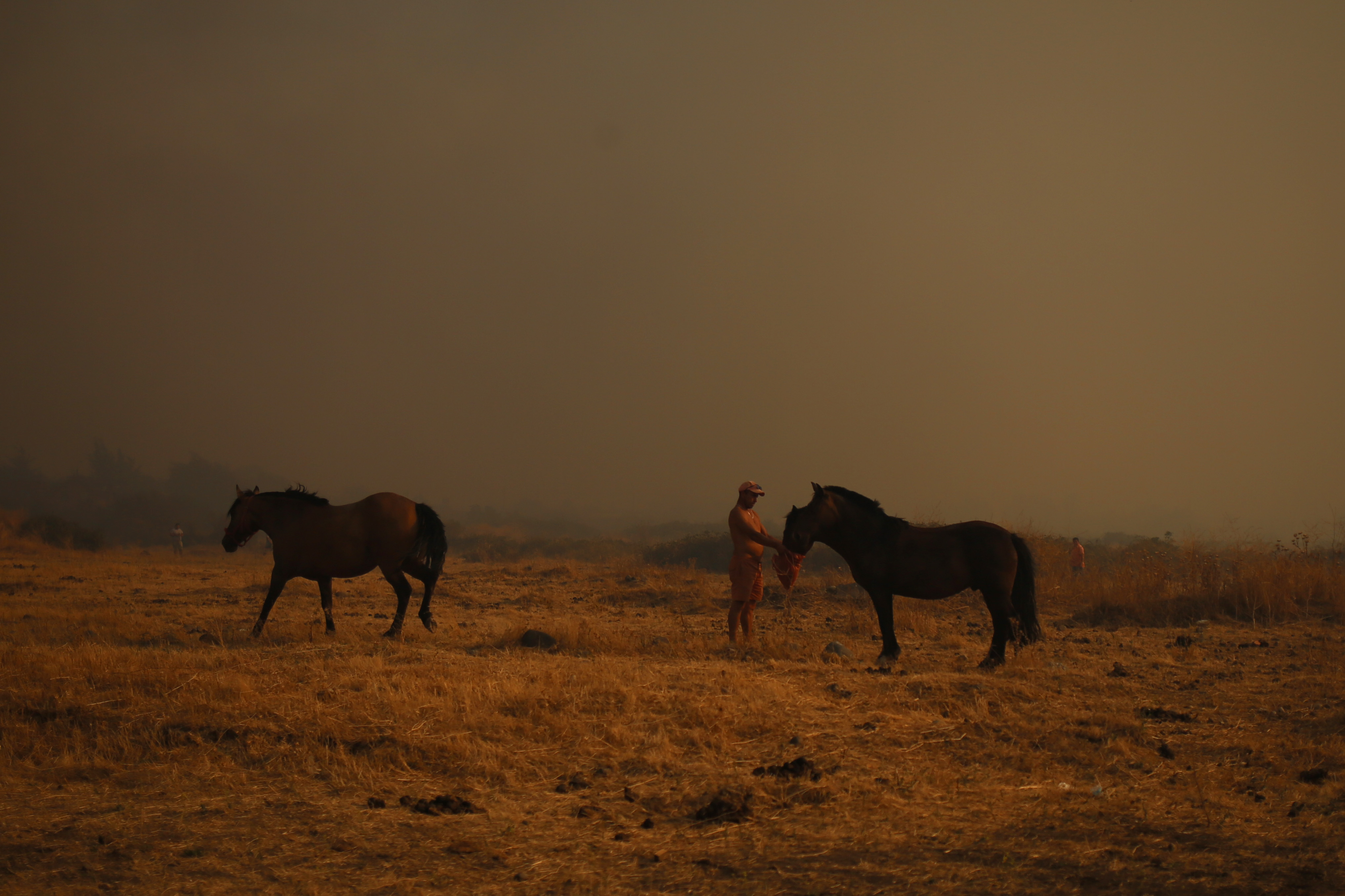 Gobierno decretó estado de catástrofe en el Ñuble por incendios forestales  « Diario y Radio Universidad Chile