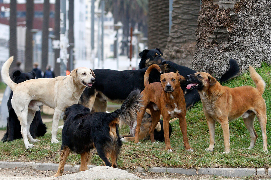 Jauría de perros abandonados en Chile (Aton)