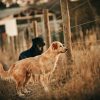 El problema de los perros asilvestrados en Chile (imagen referencial)