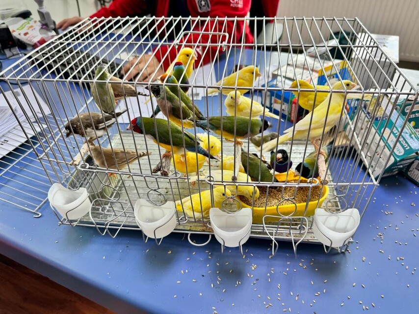 Aduana incautó 24 pájaros de contrabando en Punta Arenas