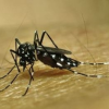 Insecto Aedes Aegyti Apoyado en el cuerpo