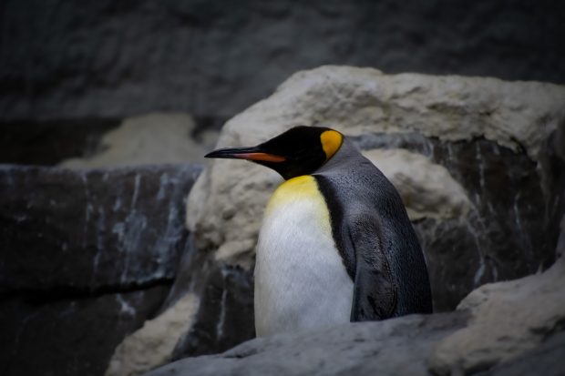 pinguinos emperador