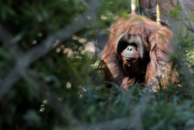 Orangután Sandai Fotografía: Zoológico Chileno