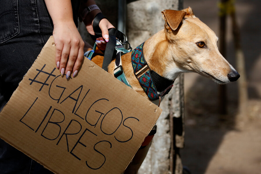 Galgo y cartel de cartón que dice: Galgos Libres