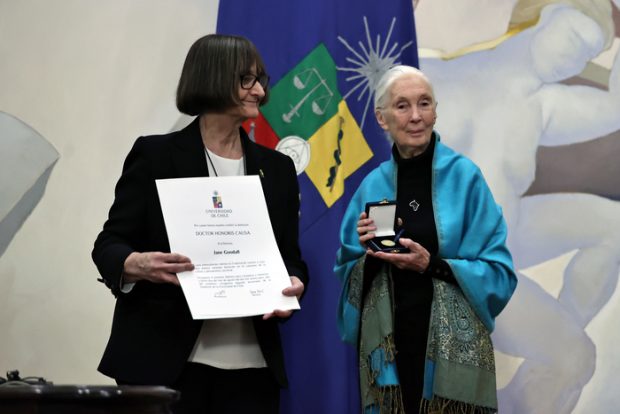 Foto: Rectora Rosa Deves entrega distinción Doctor Honoris Causa a la destacada etóloga Jane Goodall / Prensa Universidad de Chile