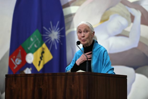 La destacada etóloga Jane Goodall realiza alocución en el marco de la ceremonia donde fue distinguida como Doctor Honoris Causa de la Universidad de Chile / Foto: Prensa Universidad de Chile