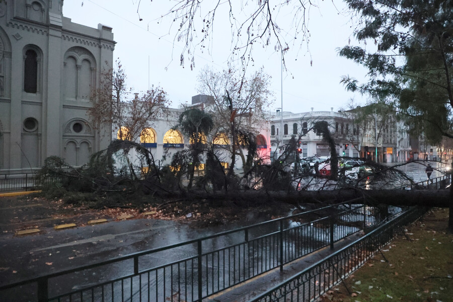 Un arbol cae en alameda esquina Brasil, durante las precipitaciones que afectan a gran parte del país
Dragomir Yankovic/Aton Chile