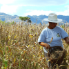 Mujer rural en el campo