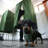 Animales acompañan a votar. Foto: ATON.