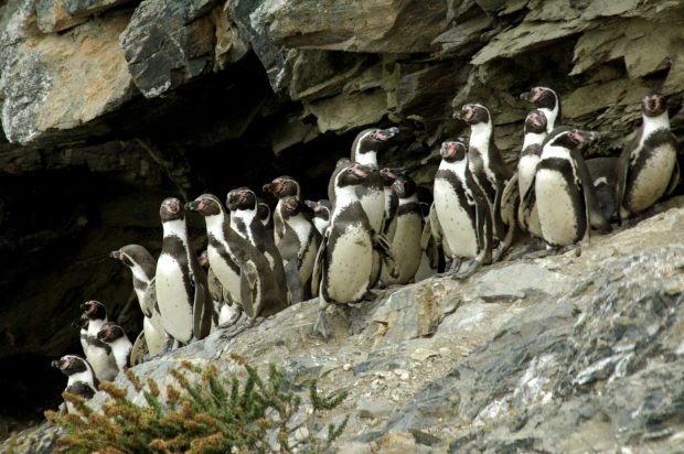 Reserva Nacional de Pinguinos de Humboldt. Foto: Sernatur