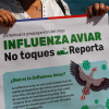 Influenza aviar