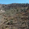 Reforestación después de incendios forestales en Chile