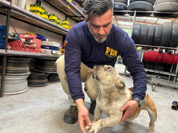 Perro con signos de maltrato.