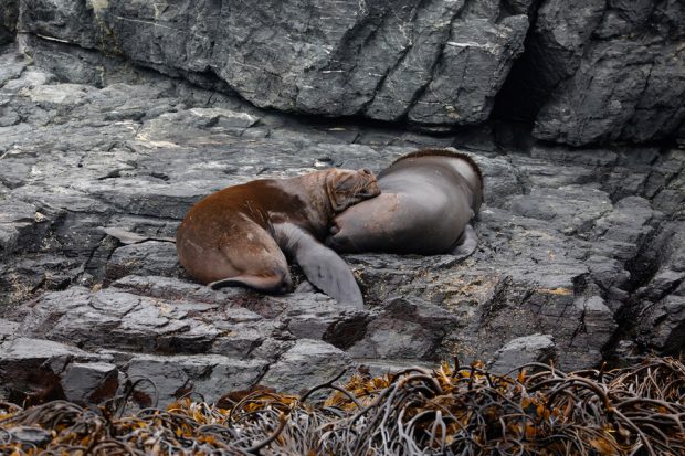 Lobos de mar en la reserva nacional Pinguino de Humboldt