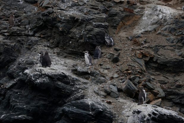 Reserva Nacional Pinguinos de Humboldt