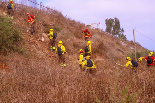 Bomberos limpiando y cortando malezas, de las laderas del cerro Jiménez.