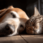Perro y gato.