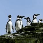 Greenpeace pide investigar posible nueva arista de corrupción vinculada al proyecto Dominga Pingüinos de Humboldt.