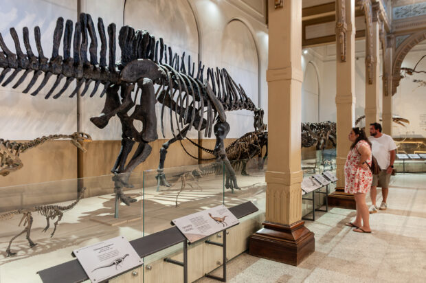 Esqueleto de dinosaurio es exhibido en un museo.